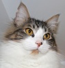 A picture of #NS04105: Clayton a Domestic Medium Hair white/tabby