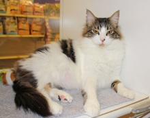 [another picture of Clayton, a Domestic Medium Hair white/tabby\ cat] 