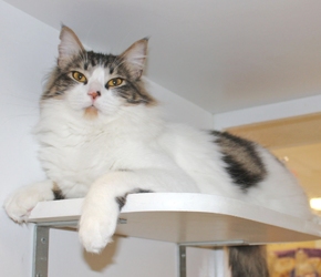 [picture of Clayton, a Domestic Medium Hair white/tabby cat]