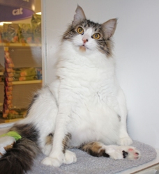 [picture of Clayton, a Domestic Medium Hair white/tabby cat]