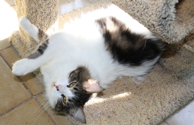 [picture of Clayton, a Domestic Medium Hair white/tabby cat]