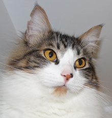 [picture of Clayton, a Domestic Medium Hair white/tabby\ cat] 