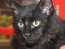A picture of #NS04111: Fletcher a Domestic Long Hair black