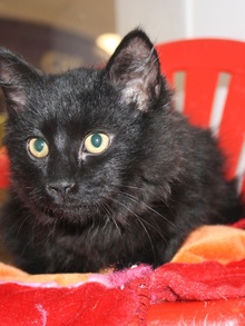 [another picture of Fletcher, a Domestic Long Hair black\ cat] 