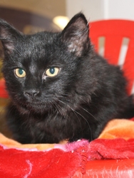 [picture of Fletcher, a Domestic Long Hair black cat]