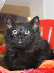 [picture of Fletcher, a Domestic Long Hair black cat]