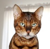 A picture of #NS04112: Gus a Bengal golden tabby