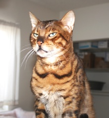 [another picture of Gus, a Bengal golden tabby\ cat] 
