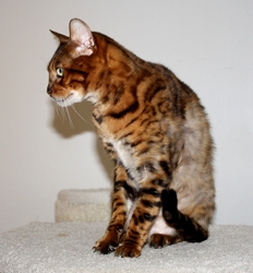 [picture of Gus, a Bengal golden tabby cat]