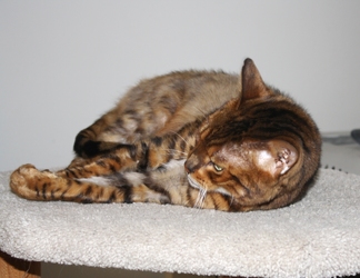 [picture of Gus, a Bengal golden tabby cat]