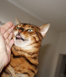 [picture of Gus, a Bengal golden tabby cat]