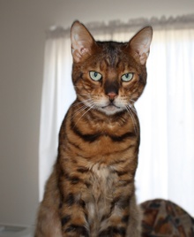 [picture of Gus, a Bengal golden tabby\ cat] 
