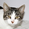 A picture of #NS04113: Grace a Domestic Short Hair gray-black tabby/white