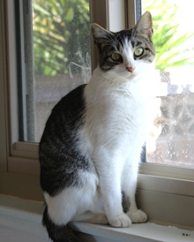 [another picture of Grace, a Domestic Short Hair gray-black tabby/white\ cat] 