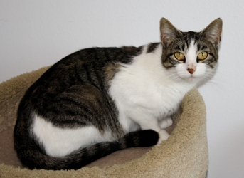 [picture of Grace, a Domestic Short Hair gray-black tabby/white cat]