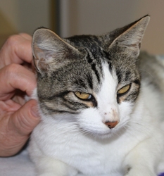 [picture of Grace, a Domestic Short Hair gray-black tabby/white cat]