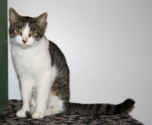 [picture of Grace, a Domestic Short Hair gray-black tabby/white cat]