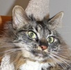 A picture of #NS04114: Tiddly Wink a Maine Coon-x brown tabby/white