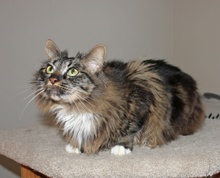 [another picture of Tiddly Wink, a Maine Coon-x brown tabby/white\ cat] 