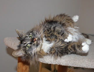 [picture of Tiddly Wink, a Maine Coon-x brown tabby/white cat]