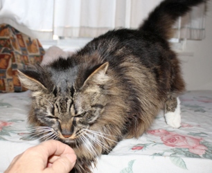[picture of Tiddly Wink, a Maine Coon-x brown tabby/white cat]