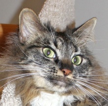 [picture of Tiddly Wink, a Maine Coon-x brown tabby/white\ cat] 