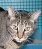 A picture of #NS04115: Joanna a Domestic Short Hair tabby