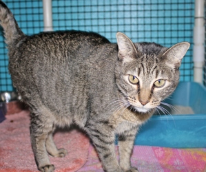 [picture of Joanna, a Domestic Short Hair tabby cat]