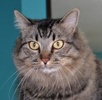 A picture of #NS04116: Frijole a Domestic Long Hair tabby