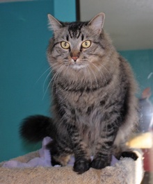 [another picture of Frijole, a Domestic Long Hair tabby\ cat] 