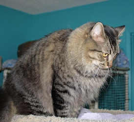 [picture of Frijole, a Domestic Long Hair tabby cat]