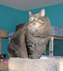 [picture of Frijole, a Domestic Long Hair tabby cat]