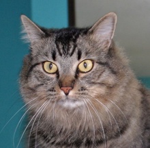 [picture of Frijole, a Domestic Long Hair tabby\ cat] 