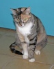 A picture of #NS04117: Tori a Domestic Short Hair tortoiseshell tabby