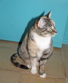 [another picture of Tori, a Domestic Short Hair tortoiseshell tabby\ cat] 