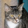 A picture of #NS04118: Quinn a Domestic Short Hair brown tabby/white