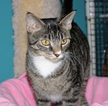 [another picture of Quinn, a Domestic Short Hair brown tabby/white\ cat] 