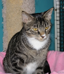 [picture of Quinn, a Domestic Short Hair brown tabby/white cat]
