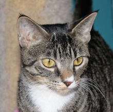 [picture of Quinn, a Domestic Short Hair brown tabby/white\ cat] 
