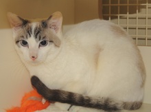 [another picture of Mcgee, a Siamese/Domestic Short Hair-x lynx point\ cat] 