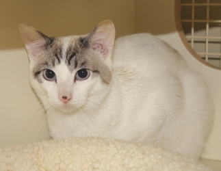 [picture of Mcgee, a Siamese/Domestic Short Hair-x lynx point cat]