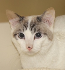 A picture of #NS04120: Mcgee a Siamese/Domestic Short Hair-x lynx point