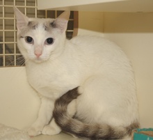 [another picture of Blondie, a Siamese/Domestic Short Hair-x tortipoint\ cat] 