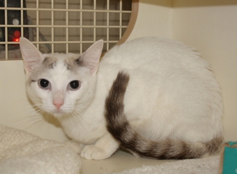 [picture of Blondie, a Siamese/Domestic Short Hair-x tortipoint cat]