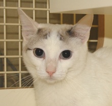 A picture of #NS04121: Blondie a Siamese/Domestic Short Hair-x tortipoint