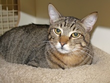 [another picture of Tigger, a Domestic Short Hair brown tabby\ cat] 