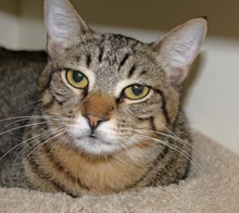 [picture of Tigger, a Domestic Short Hair brown tabby\ cat] 