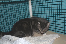 [another picture of Tinky FKA Elliott, a Domestic Short Hair gray classic tabby/white\ cat] 