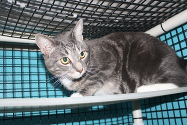 [picture of Tinky FKA Elliott, a Domestic Short Hair gray classic tabby/white cat]