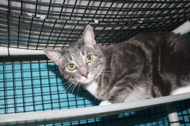[picture of Tinky FKA Elliott, a Domestic Short Hair gray classic tabby/white cat]